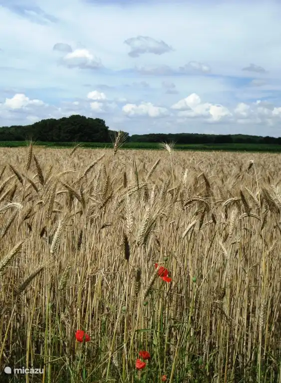 Weizenfelder im Roer Tal
