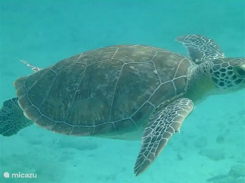 turtles can be admired everywhere.