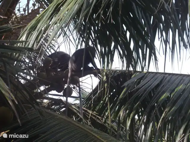 Location de Vacances Sri Lanka, Sud, Habaraduwa, bungalow - Susabanda Plus de singes dans le jardin !