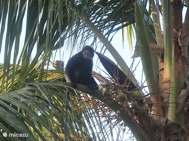 Location de Vacances Sri Lanka, Sud, Habaraduwa, bungalow - Susabanda Un singe dans le jardin !