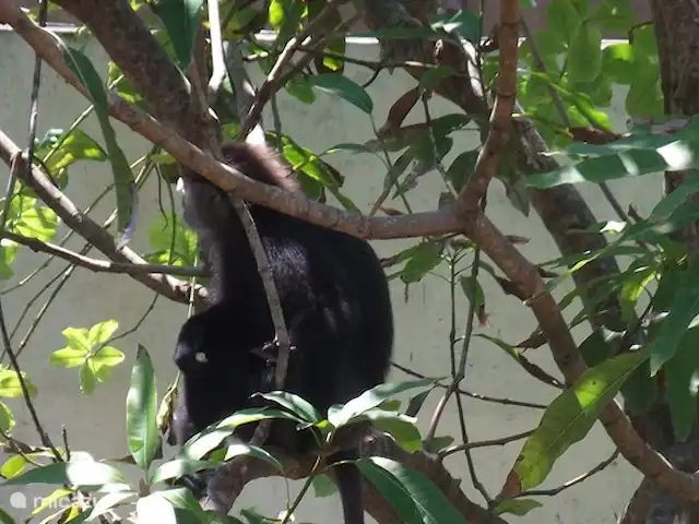 Location de Vacances Sri Lanka, Sud, Habaraduwa, bungalow - Susabanda Les singes viennent parfois dans le jardin !