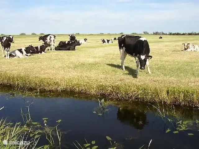 vista al campo en Países Bajos, Frise, Sint Nicolaasga - casa vacacional Paisaje característico de Frisia