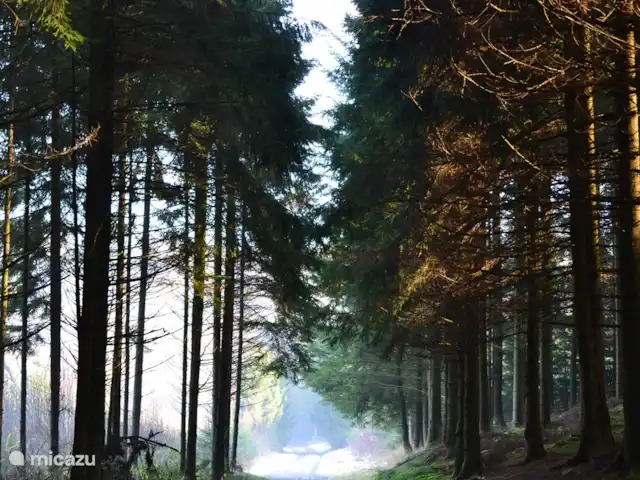 Maison de vacances familiale Gite Ardennais  | Belgique, Ardennes, Fraiture - maison de vacances Visite à pied d'automne à travers les magnifiques environs