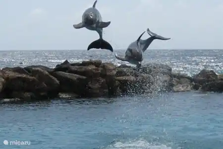 Alentours villa de vacances Kas Mondi