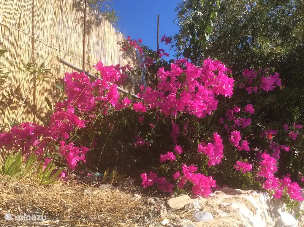 Bougainville in vol ornaat