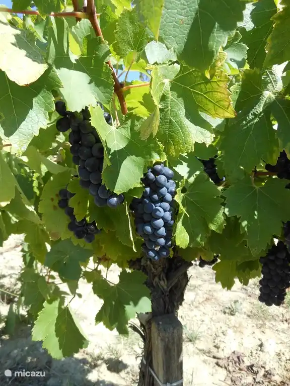 The grape, pending machining picking 28-8-2014. On the day you pick the machine red grapes and s'nacht you pick the white grapes.