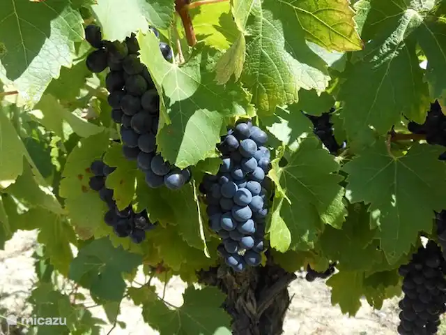 Le Chat Rouge 2026 avec 5** Confort | France, Hérault, Siran-Najac - villa Le raisin, en attente de vendanges mécaniques, 28/08/2014.
Pendant la journée, la machine ramasse les raisins rouges et la nuit, les raisins blancs sont ramassés.