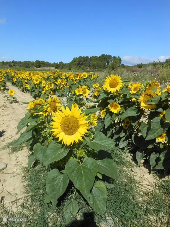 Except grapes can now see many sunflowers in the Minervois.