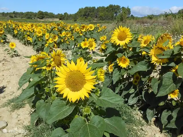 Le Chat Rouge 2026 avec 5** Confort | France, Hérault, Siran-Najac - villa En plus des raisins, vous verrez désormais également de nombreux tournesols dans le Minervois.