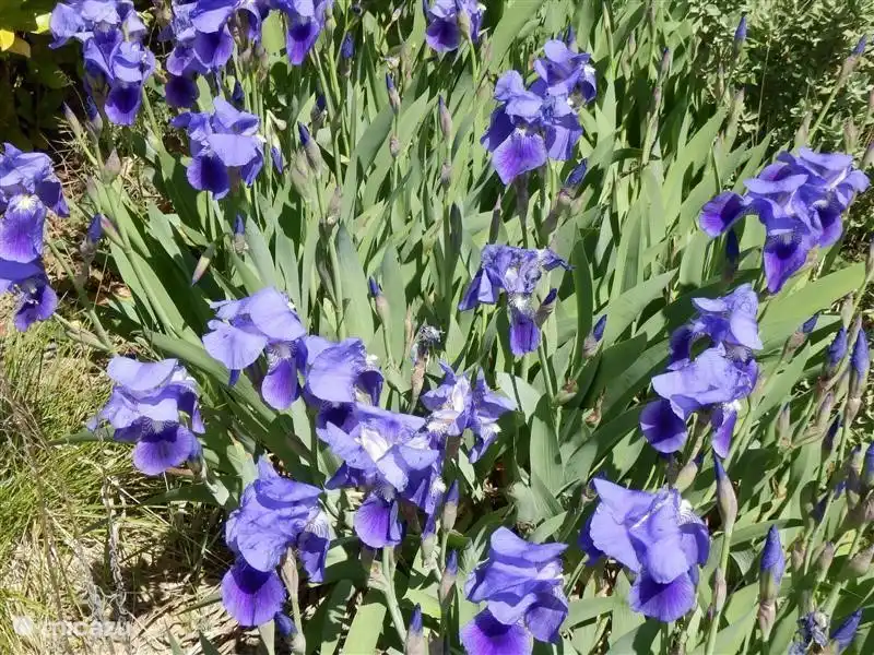 In spring the irises exuberantly.