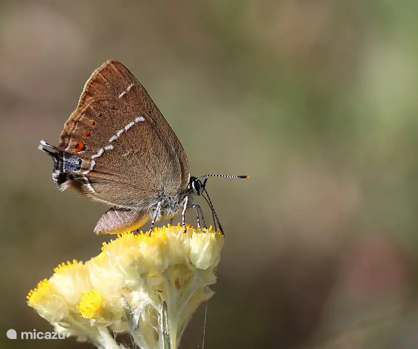 You will see beautiful finders in the natural garden around La Souris Grise. This beautiful photo was taken by one of our Belgian guests, a great butterfly lover!