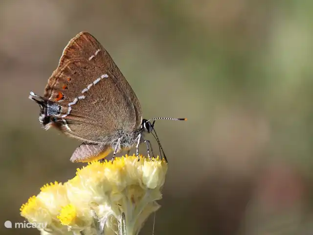 La Souris Grise 3** vakantie 2026  huren in Frankrijk, Hérault, Siran-Najac - vakantiehuis Prachtige vinders ziet u in de natuurlijke tuin rondom La Souris Grise. Deze mooie foto is gemaakt door een van onze Belgische gasten, een groot vlinderliefhebber!.