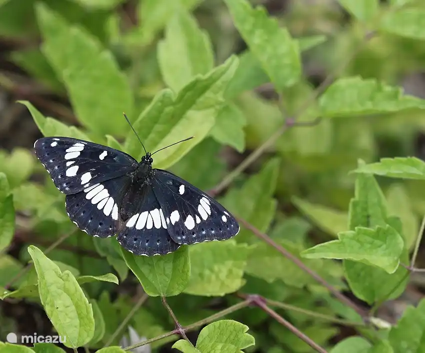 Nature is beautiful.