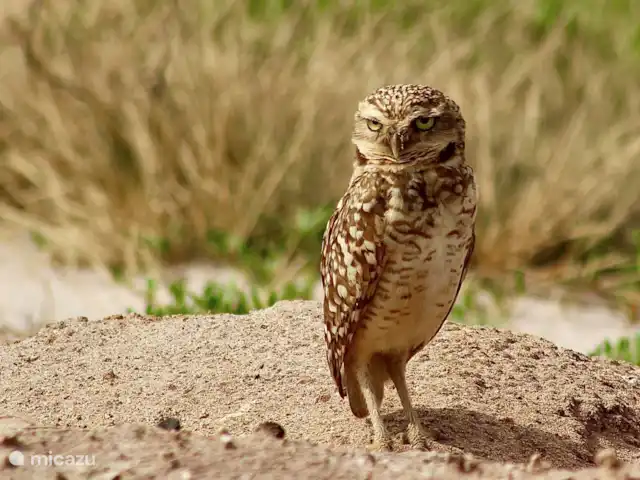 studio en Aruba, Oranjestad, Oranjestad – Apartamentos Caya Luna- casita Shoco El shoco es un búho protegido y símbolo de Aruba.