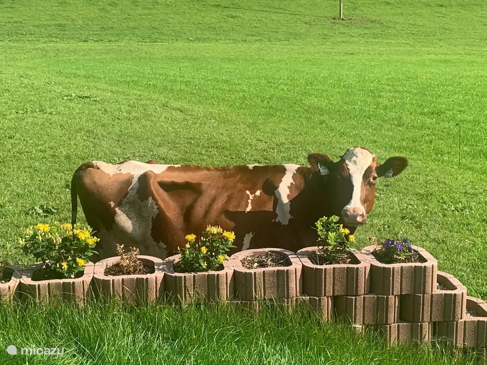 Soms is onze buurvrouw nieuwsgierig.