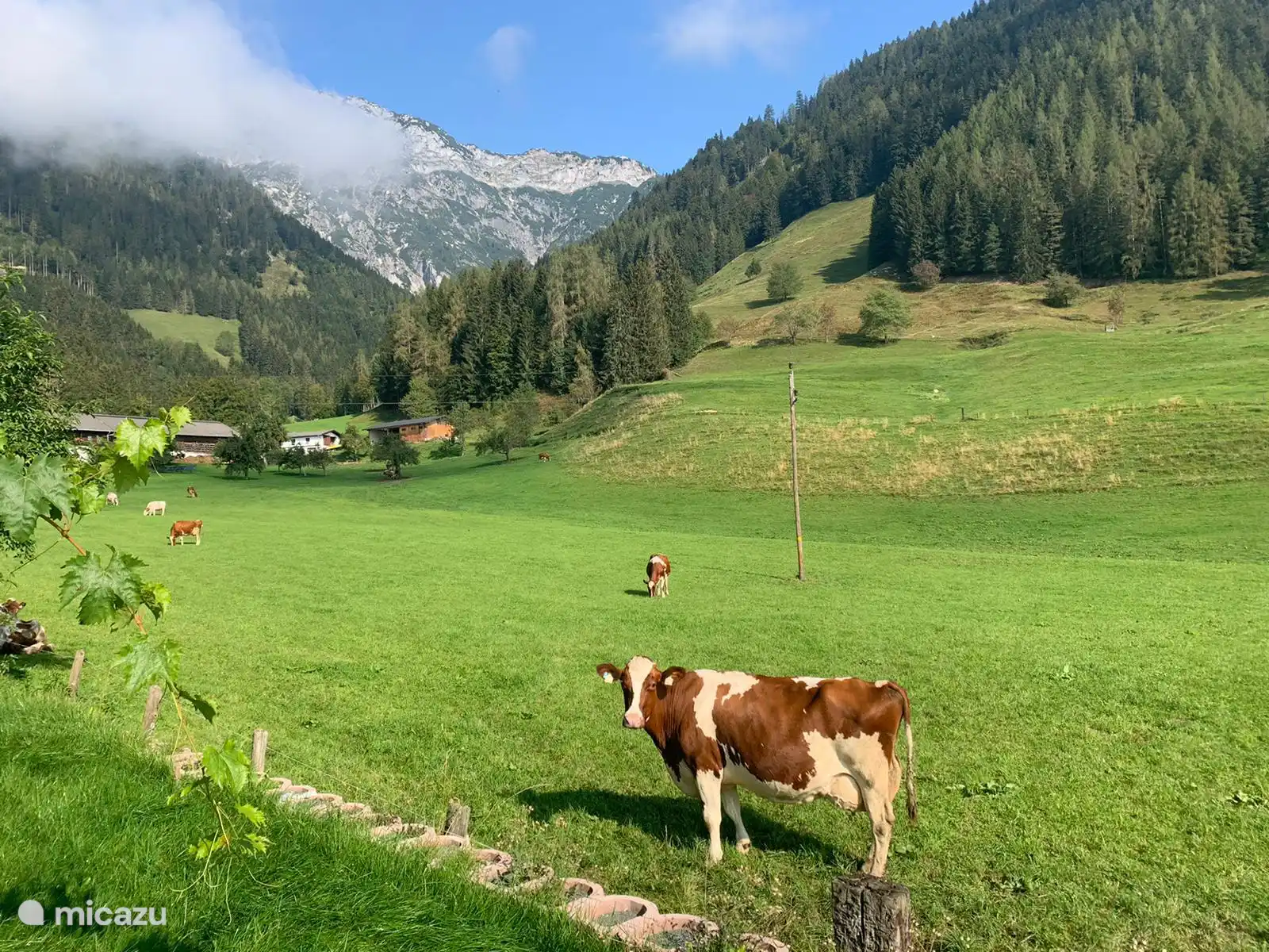 Ook de dieren genieten van hun vrijheid