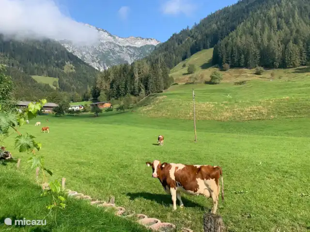 Chalet Olduvaï | Autriche, Salzburgerland, Leogang-Saalfelden - chalet Les animaux jouissent également de leur liberté