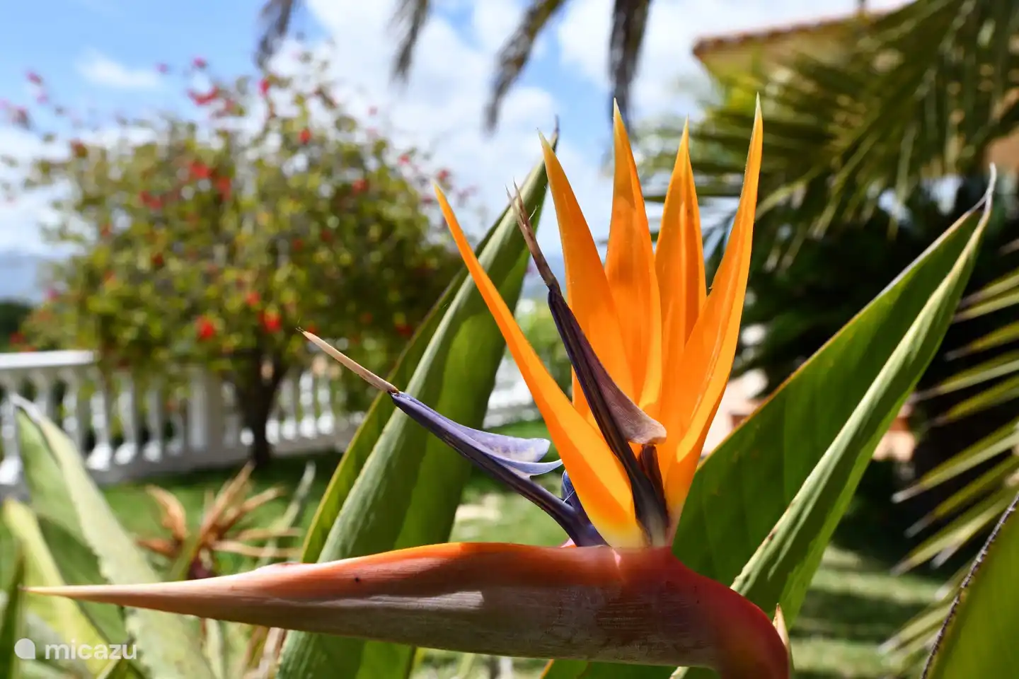 En ook de Strelizia ontbreekt niet.