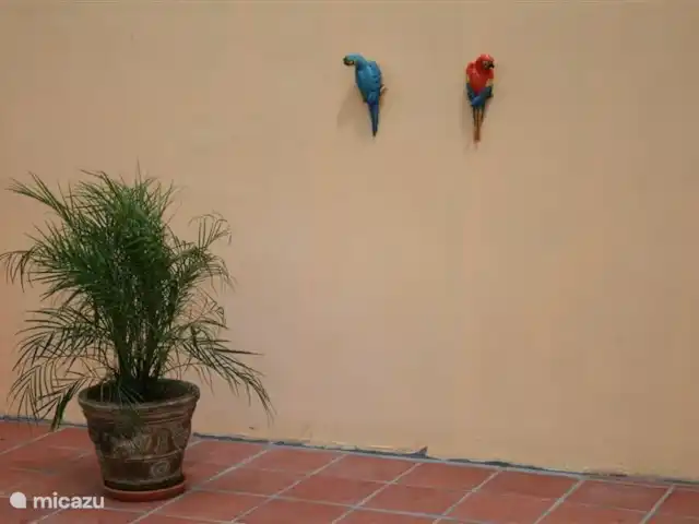 Villa J van Domburg huren in Aruba, Paradera, Rooi Afo - villa Mooie palm met kleurrijke versieringen