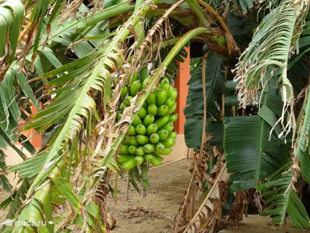 Villa J van Domburg huren in Aruba, Paradera, Rooi Afo - villa Verschillende fruitbomen in de tuin oa: bananen-mango-kokos-papaya,kenepa,limoen en zuurzak.
