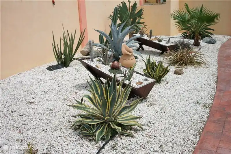 Stück Aruba Garten mit Sisal, Aloebakje mit aloeplanten, Berg Kakteen und Melonen und andere exotische Kakteen.