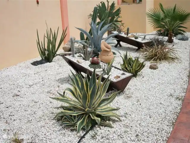 Villa J van Domburg huren in Aruba, Paradera, Rooi Afo - villa Stukje Arubaanse tuin met oa Sisal,Aloebakje met aloeplanten,bergmeloenencactussen en en andere exotische cactussen.