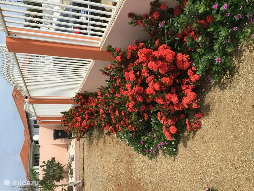 Prachtige rode bloemen