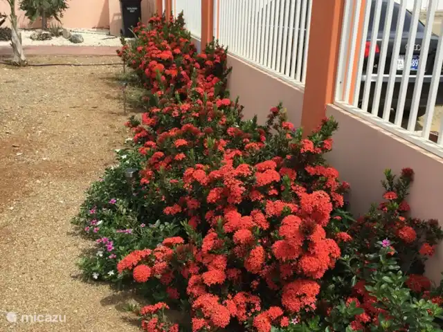 Villa J van Domburg huren in Aruba, Paradera, Rooi Afo - villa Prachtige rode bloemen