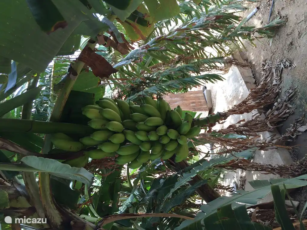 Tuin met verschillende fruit bomen