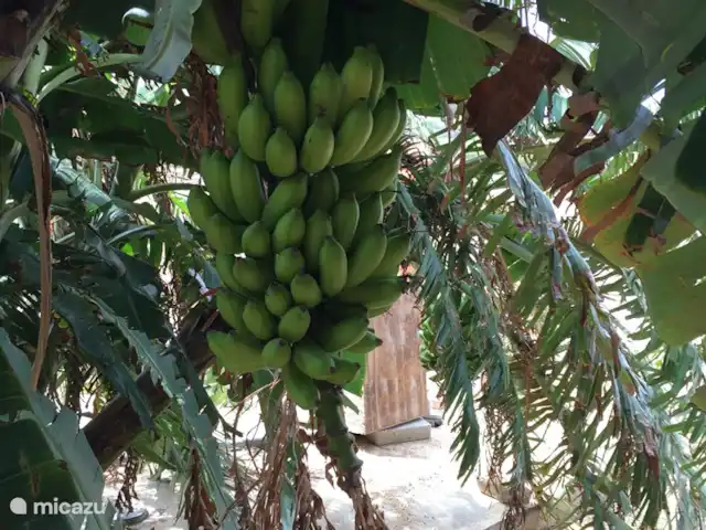 Villa J van Domburg huren in Aruba, Paradera, Rooi Afo - villa Tuin met verschillende fruit bomen