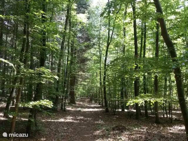 Ferme Pauchard | France, Vosges, Hennezel - maison de vacances Balade en forêt...