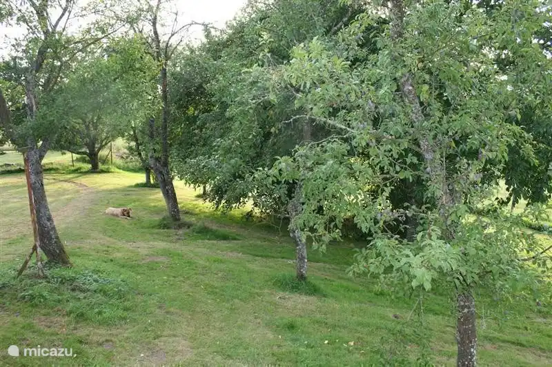 Onze boomgaard met de mirabellen boom en ander fruit (omheind) zoals kersen, blauwe pruimen en hazelnoot bomen. U kunt heerlijk plukken en rapen!
