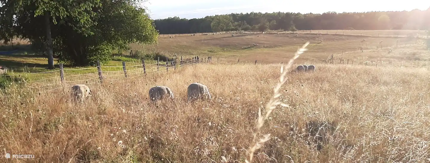 Soms staan er schapen aan de andere kant van het hek, leuk uitzicht bèèè...