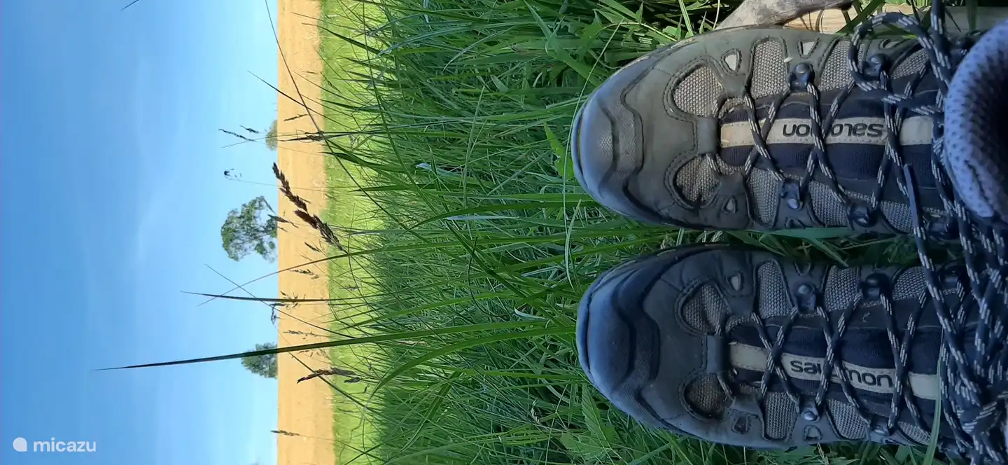 Uitzicht op een wandeling in de buurt vanuit het bos de weilanden in.