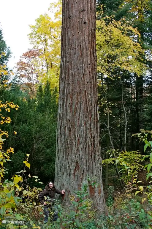 Het oerbos in La Hutte (zoek de kabouter...)
zeker de moeite waard om door te lopen, afstand 10 minuten rijden.