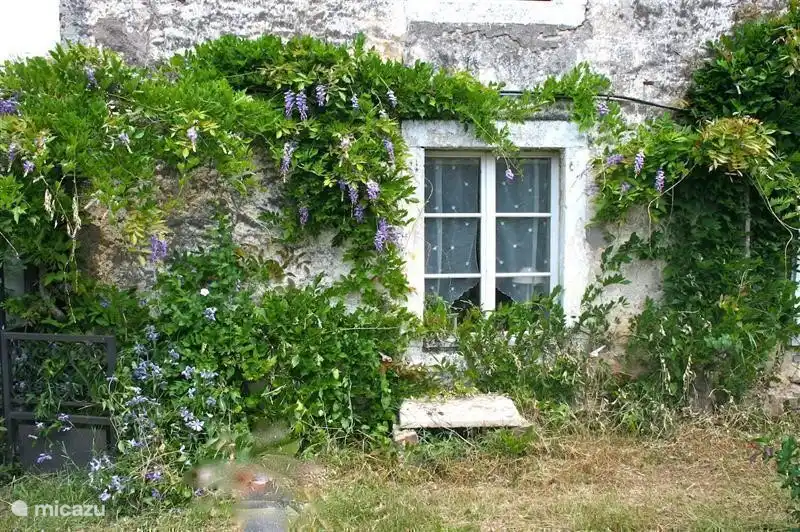 De voortuin met blauwe regen in voorjaar en zomer.
