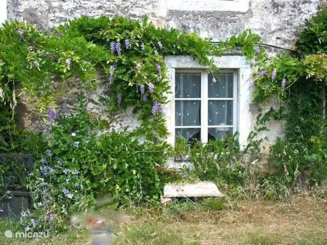 Ferme Pauchard | France, Vosges, Hennezel - maison de vacances Le jardin de devant avec des glycines au printemps et en été.