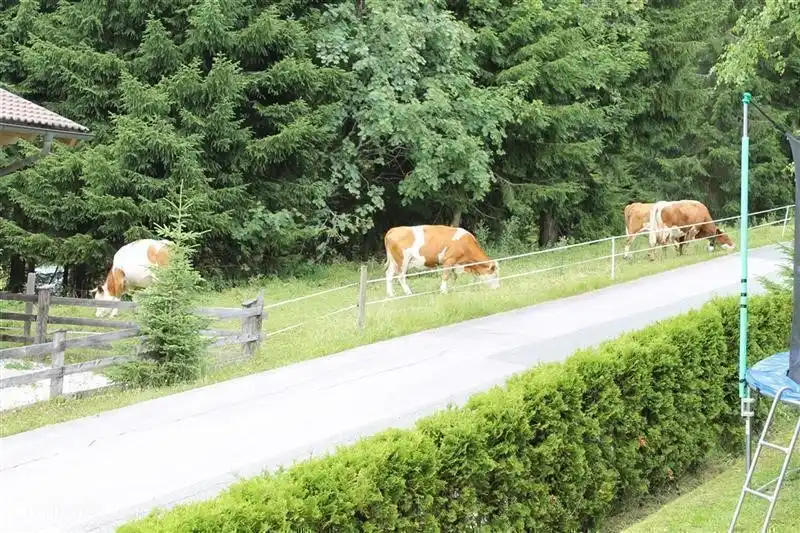 Close to nature! Morning wake up to the sound of cow bells.