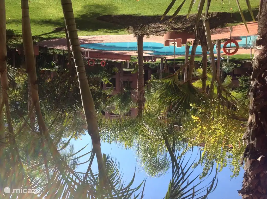 La vue des terrasses sur la piscine. Les palmiers ont maintenant atteint la taille adulte.