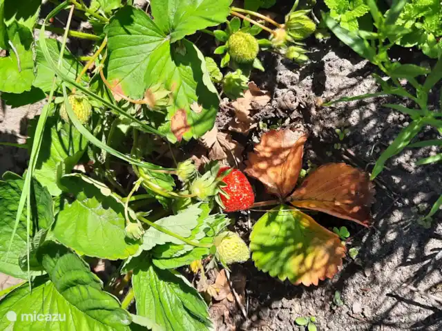 Ti & Gigré en Bélgica, Amberes, Malle - casa vacacional