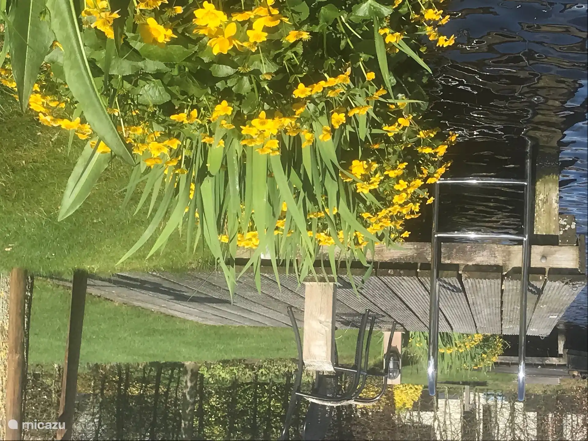 Ringelblumen im Garten