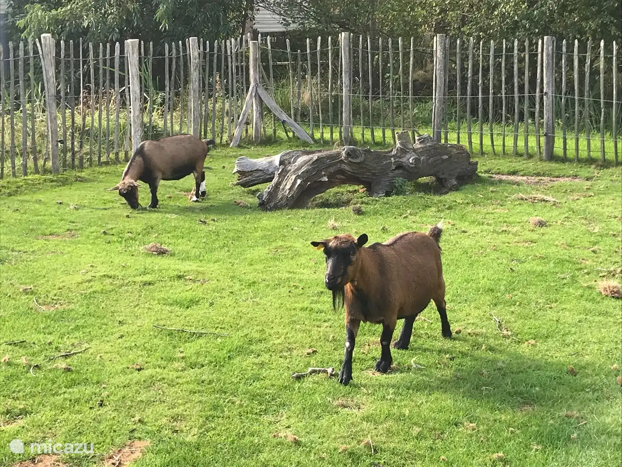 Die Tierwiese in der Nähe