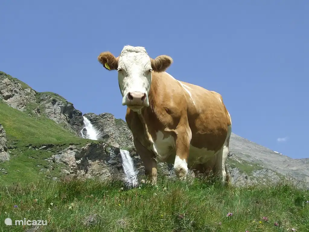 Wandern in den österreichischen Alpen.