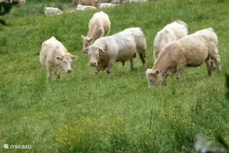 L'environnement immédiat