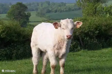 Bourgogne du Sud