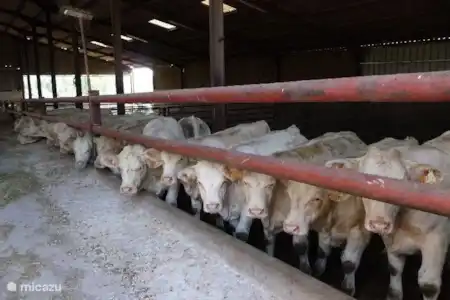 Bourgogne du Sud