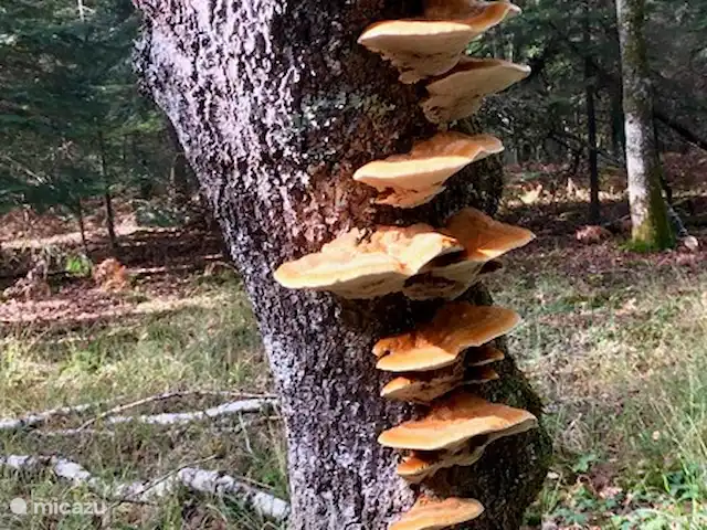 Location de Vacances France, Nièvre, Lanty, maison de vacances - Manoir BnBourgogne Champignons à l'automne