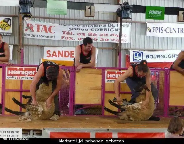Sheep Scheer Wettbewerb.