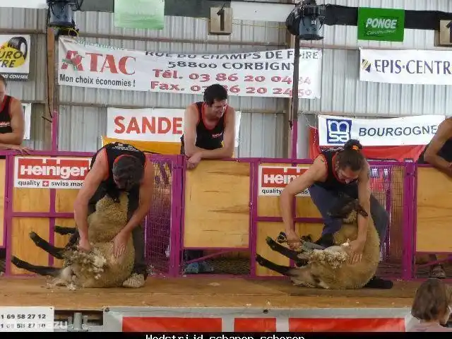 Location de Vacances France, Nièvre, Lanty, maison de vacances - Manoir BnBourgogne Concours de tonte de moutons.