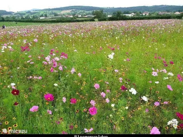 Location de Vacances France, Nièvre, Lanty, maison de vacances - Manoir BnBourgogne Champs de fleurs.